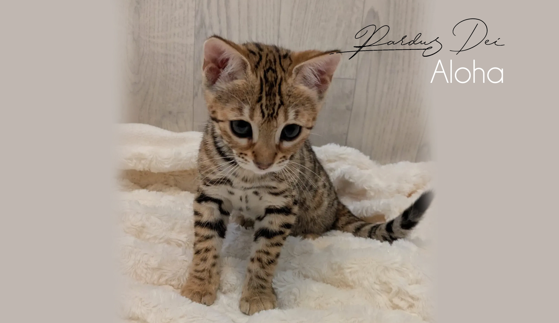 Chat Bengal